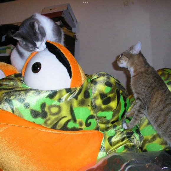 Giant Green & Orange Leopard Frog - Picture 6 of 6